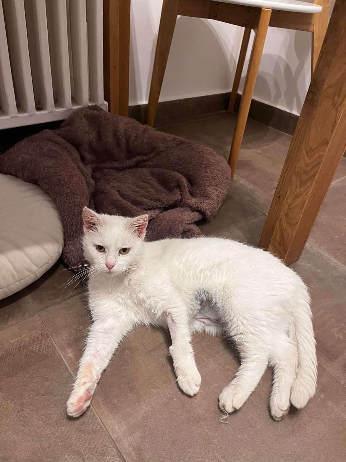 Imagine suplimentară