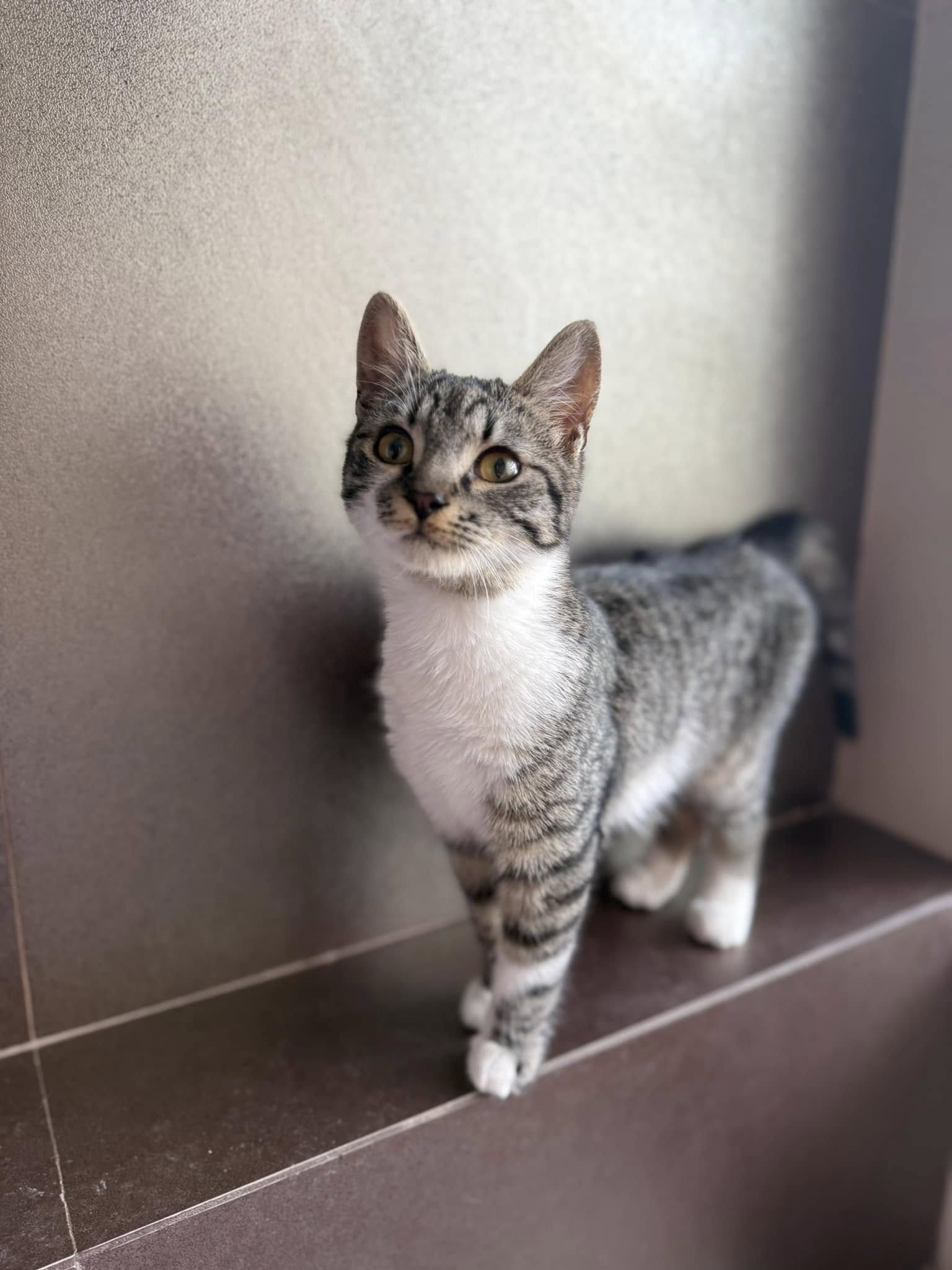 Imagine suplimentară